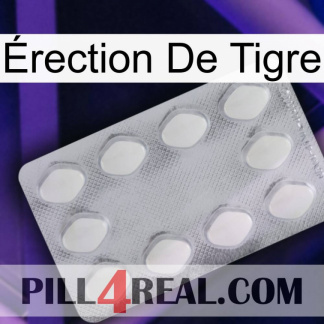 Érection De Tigre 16